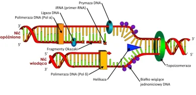 bioslawek