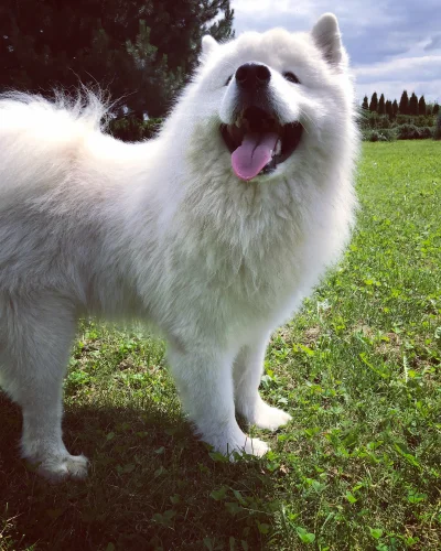 el_rupert - No siema mordeczko (✌ ﾟ ∀ ﾟ)☞ 
#smiesznypiesek #samoyedhiro #pokazpsa