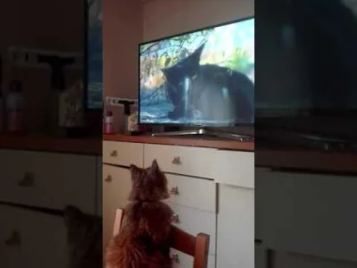 Mandy666 - Moj kot odkrył telewizję edukacyjną...

#smiesznypiesek #smiesznekotki #...