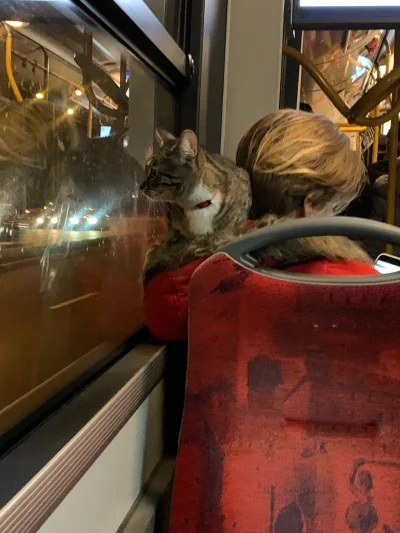 d.....k - Ale fajny autobusowy koteczek (ʘ‿ʘ)
#zwierzaczki #koty #koteczkizprzypadku ...