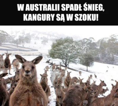 Chyukyank - #memy #zwierzaczki #australia #zima #snieg