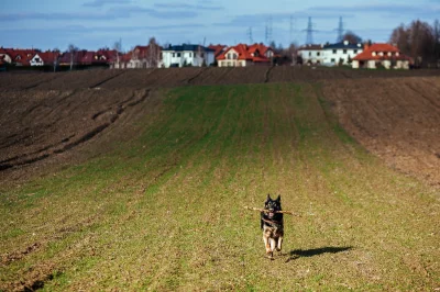 digupherbones - Wiosenna pogoda, więc Ninja nie odpuści dwugodzinnego ganiania za kij...