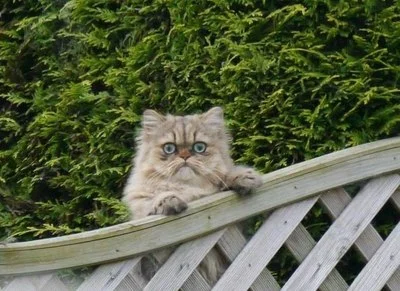 akcer - Plusujcie smutnego kota. #debata