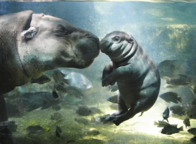 likk - #smiesznypiesek pływa



#zwierzeta #hipopotam #aww