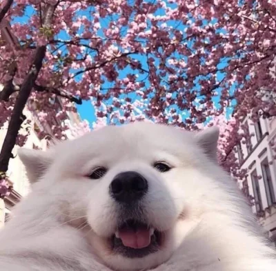 Mxlina - Kiedy przypadkiem włączysz przednią kamerę xd #selfie #pies