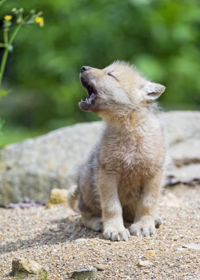 Wulfi - Młode Wilki
SPOILER
#wilk #wilki #zwierzeta #zwierzaczki #smiesznypiesek - ...