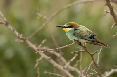 angelosodano - Żołna zwyczajna (Merops apiaster)_
#vaticanouccello #vaticanowallpape...