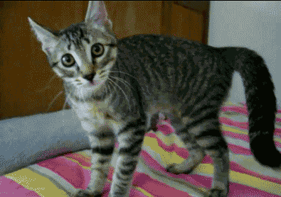 p.....3 - [ #kotokalipsa #koty #kot #gif #heheszki ]

Dawno nie było nic z serii "k...