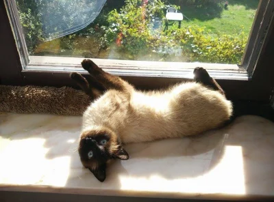 biuna - #kot #pokazkota #kotybiuny
Kot Lucjan zrobił sobie dzisiaj solarium. :D
