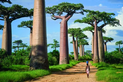 Mark13 - #earthboners Avenue of the Baobabs, Madagaskar