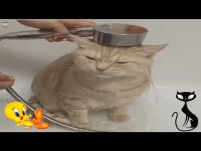trixman - Kot uwielbia się kąpać