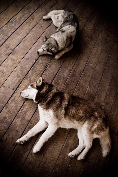 PiewcaPozogi - #husky