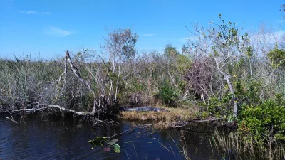 gorzka - Park Everglades - to tam, gdzie żyją forfitery
#gorzkawstanach #usa #floryd...