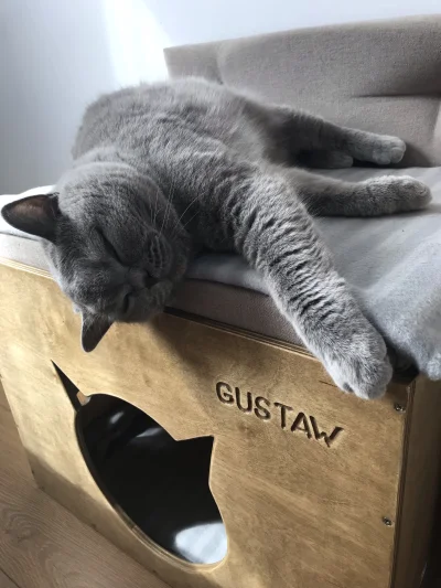 olesiu - Piątkowy, leniwy jak zwykle, #Gustaw ʕ•ᴥ•ʔ 
#pokazkota #koty