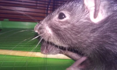 oggy - #szczury #pokazszczura