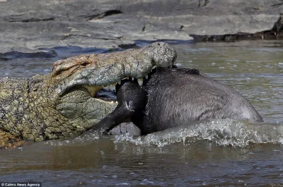 mactrix - Krokodyl ratuje tonącą w wodzie młodą antylopę gnu #zwierzeta #krokodyl #gn...