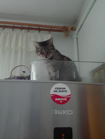 lisa_s - Kot lodówkowy
#smiesznypiesek #smiesznekotki #pokazkota #zwierzaczki