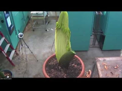 starnak - Perry the Corpse Flower Full Bloom Cycle 2013.