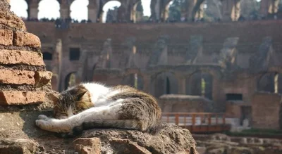 sinusik - 43/100 Podobno najwięcej bezdomnych kotów znajduje się w Rzymie. Nie do koń...