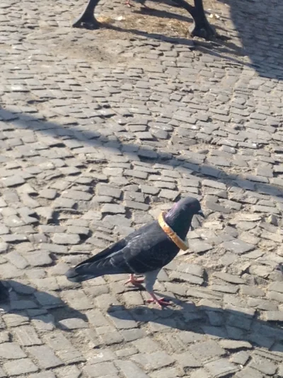 peszmerd - Czy to ten mityczny król gołębi? Uchwycony na placu w Słupsku

#heheszki...