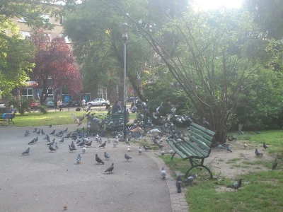 babisuk - Master of Pigeons w #krakow #golomb