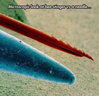 bob46 - Porownanie mikroskopowe zadla pszczoly oraz igly. Wow! #natura #owady #robotk...