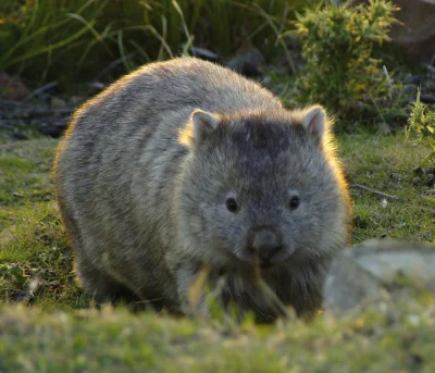 Marpop - #dziendobry #wombat