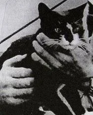 D252 - #heheszki #historia
Oscar – kot, maskotka okrętowa na niemieckim okręcie lini...
