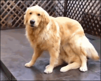 trzeci - Bardzo #smiesznypiesek
#labrador #psy #gif