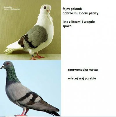 jawor44 - @rotero: A co zrobić jak gołębie zjedzą ziarno - dowód wykroczenia?