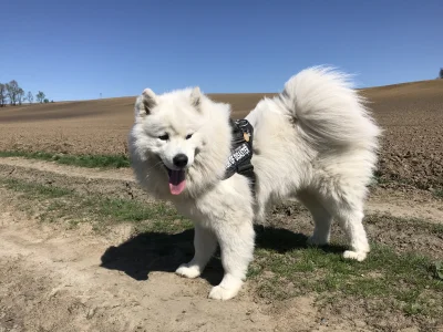 el_rupert - A jak tam wasza sobota? 

#samoyedhiro #pokazpsa