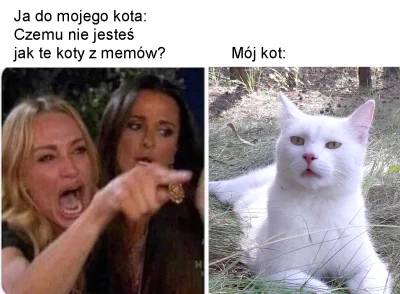 kubako - #koty #pokazkota #heheszki #memy #postmemizm