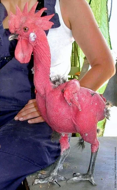 BrodzacywZbozowej - His cock is naked!

#sfw #ladnypan #kogutyboners #kogut