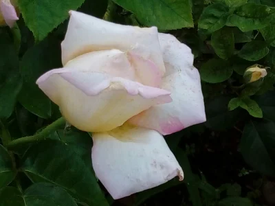 laaalaaa - Róża nr 51 ( ͡° ͜ʖ ͡°)
#mojeroze #chwalesie #ogrodnictwo #mojezdjecie