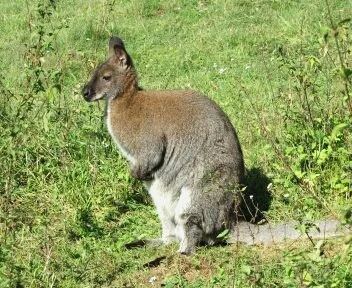 L.....k - Myślicie, że kangur Walabia Benetta (koszt około 1200zł) był by dobrym prez...