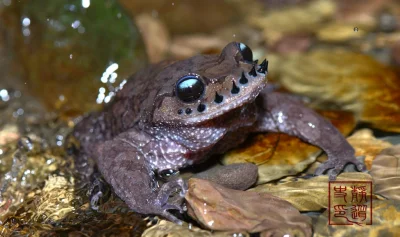 likk - zamiast powitania słów #porannaporcja Leptobrachium boringiów

Leptobrachium...