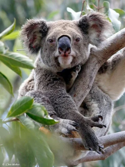 Najzajebistszy - ʕ•ᴥ•ʔ

#koala #koalowabojowka #zwierzaczki