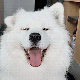 Jogi4 - (づ•﹏•)づ
#smiesznypiesek #armiasamoyedow #samoyed #zwierzaczki