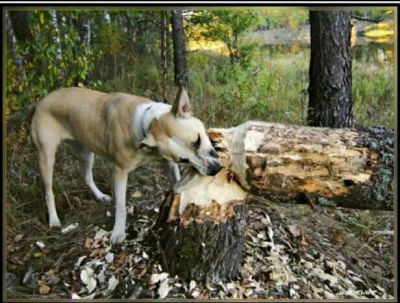 ojzygazyga - Co trzeci pies na wsi to wegetarian. Musi jeść resztki ze stołu ,a jak n...