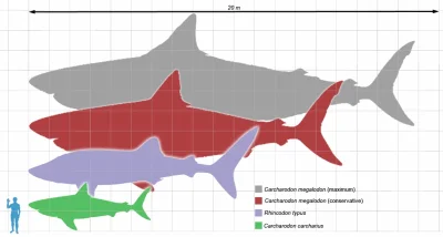 szwarc - @mpmp-pmpm: megalodon był większy: http://pl.wikipedia.org/wiki/Plik:Megalod...