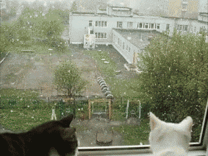 DupaJasia - Tyle szczęścia na jednym gifie ;;

#koty #snieg #milosc #gif #tumblr