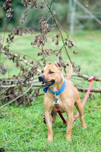 matra - Właśnie zajrzałam na Facebooka i rzuciła mi się taka lalka do adopcji, a dawn...