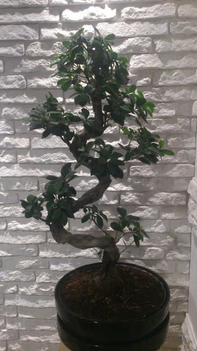 gruszkisliwkipomarancze - Hej wykopki skoro temat bonsai to może ktoś mi coś podpowie...