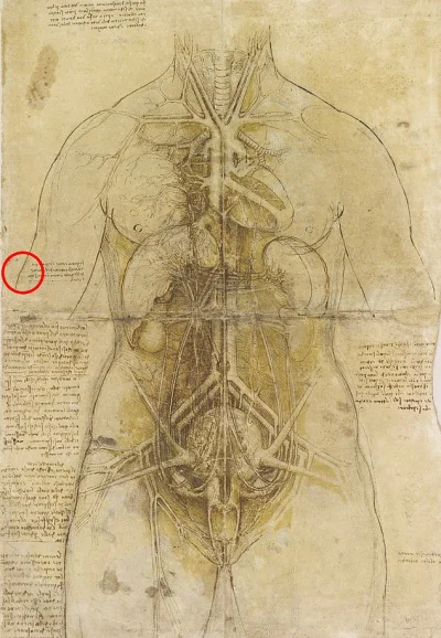 myrmekochoria - Leonardo da Vinci, Układ sercowo naczyniowy i główne organy u kobiety...