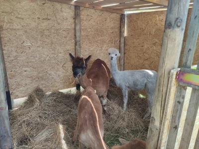 kantoniusz - Po krowach Highland Cattle na ranczo zawitały alpaczki. Trochę smutne al...