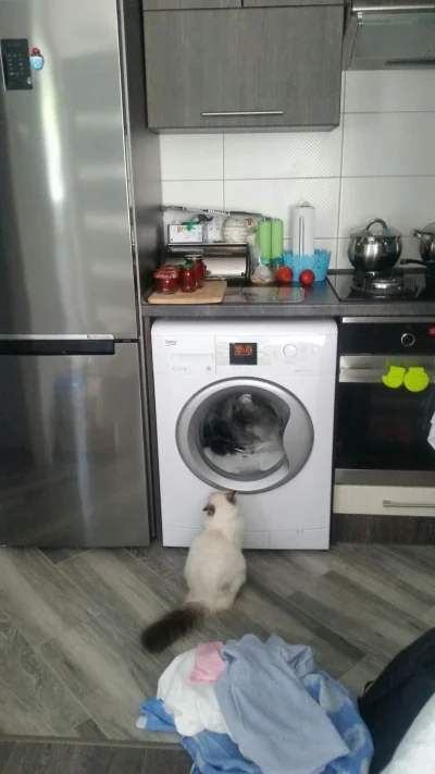 sweetbunny - Magia kręcącego się prania ( ͡° ʖ̯ ͡°)
#pokazkota #koty #cyberia