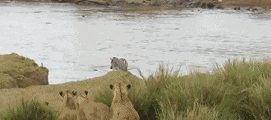 kodishu - #heheszki #gif #zebra