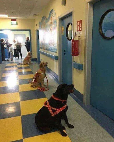 mistrz_tekkena - #psy #pies #zwierzaczki 

Psy używane w celach terapeutycznych cze...