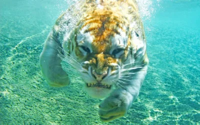 r.....0 - tygrys płynie by ci #!$%@?ć
