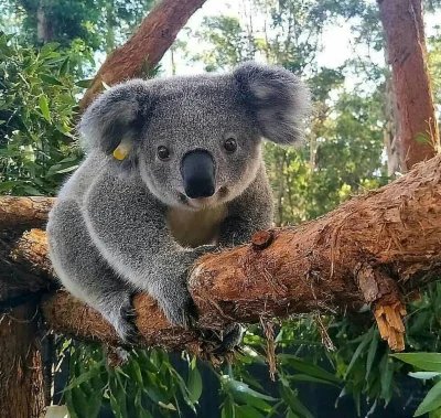 Najzajebistszy - Koala drzewna ʕ•ᴥ•ʔ

#koalowabojowka #koala #zwierzaczki